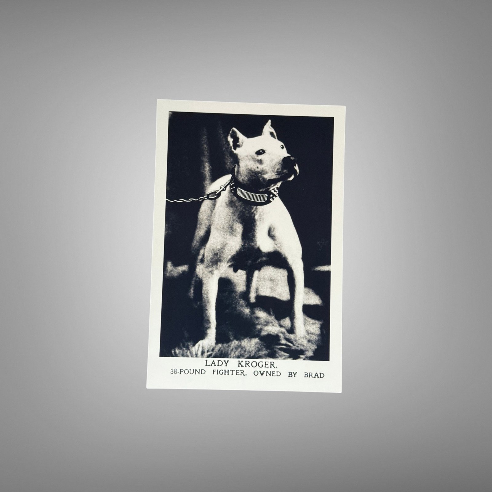 Pin-Up & Glamour Captioned Fighting Dog Portrait with Dramatic Black Background 4x6 Photo Print