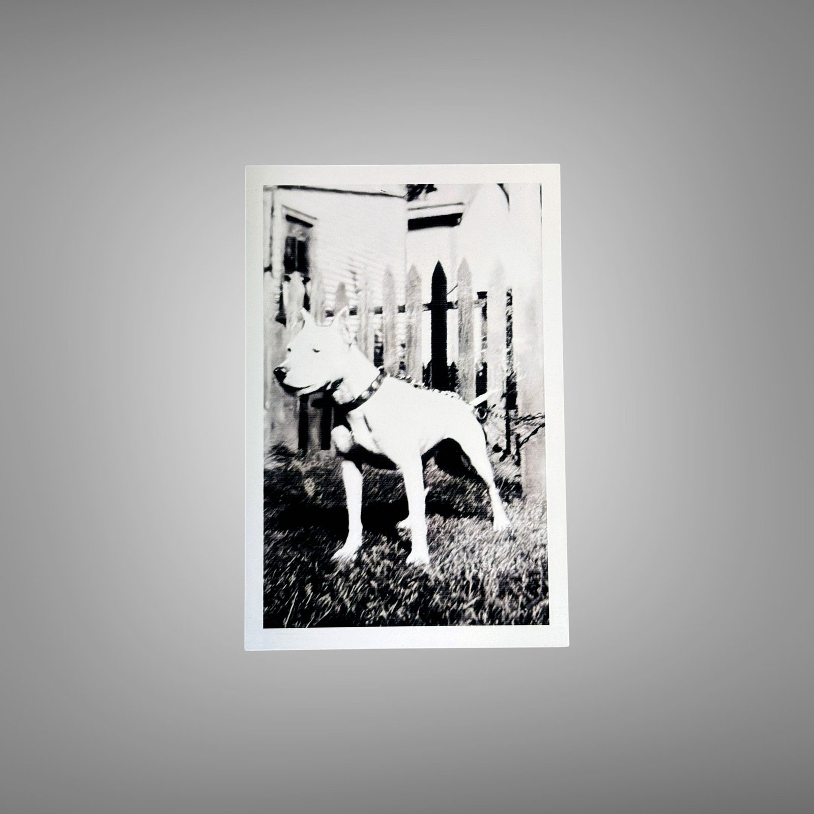 Pin-Up & Glamour White Dog Standing By Picket Fence in Soft Vintage Grain 4x6 Photo Print