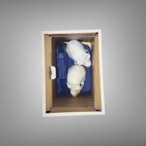 Pin-Up & Glamour Evidence Box Photograph with Mannequin Heads and Blue Storage Detail 5x7 Photo Print